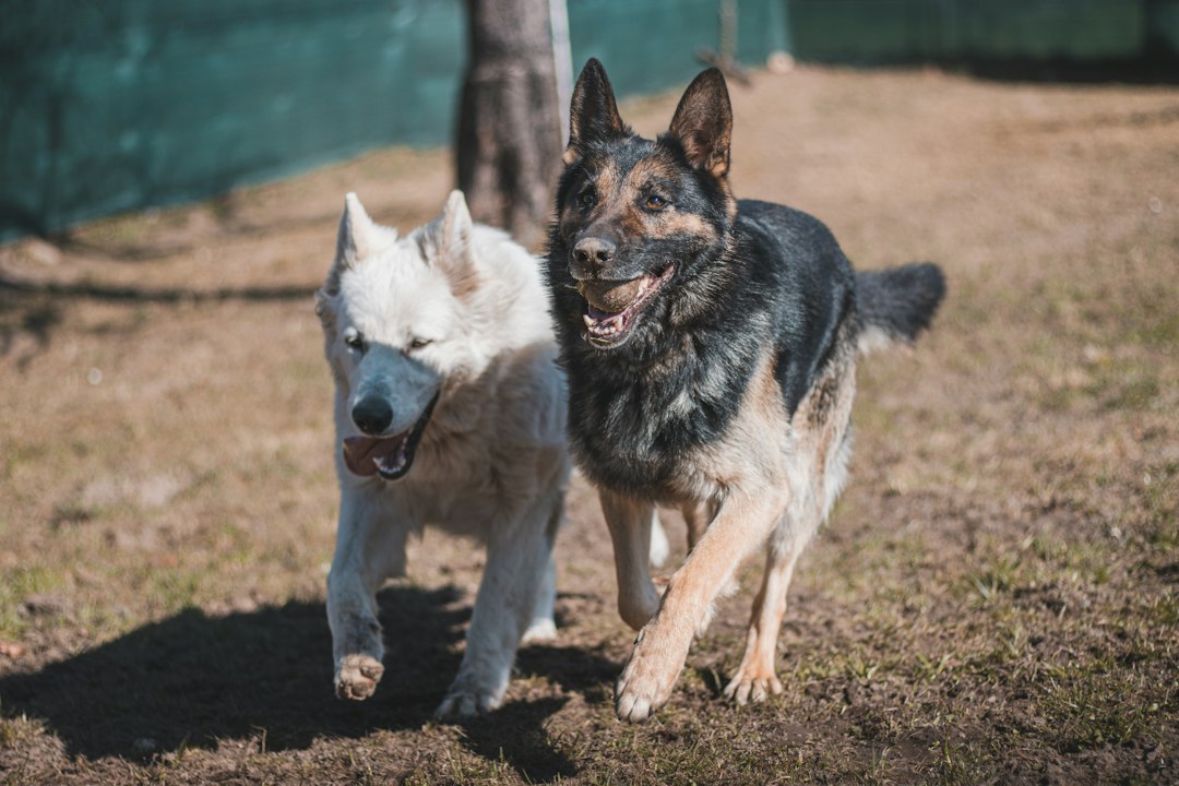 What If the SOD1 Test Says Clear But Your Vet Suspects DM?