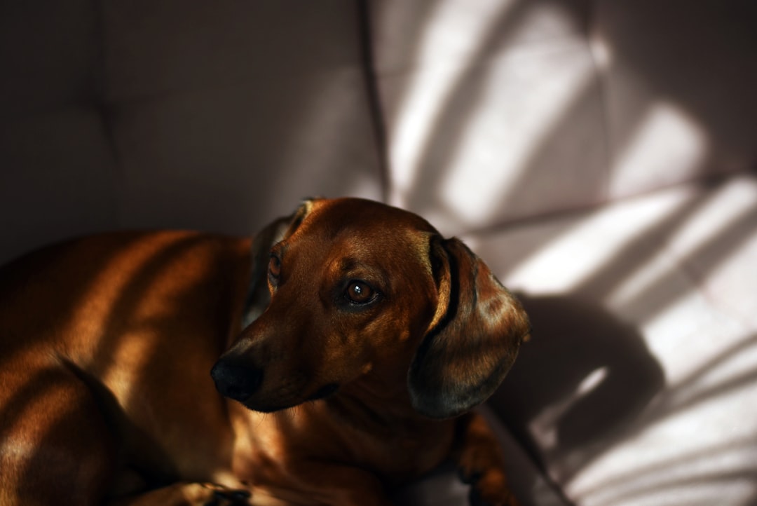 What Is IVDD in Dogs? A Complete Owner's Guide