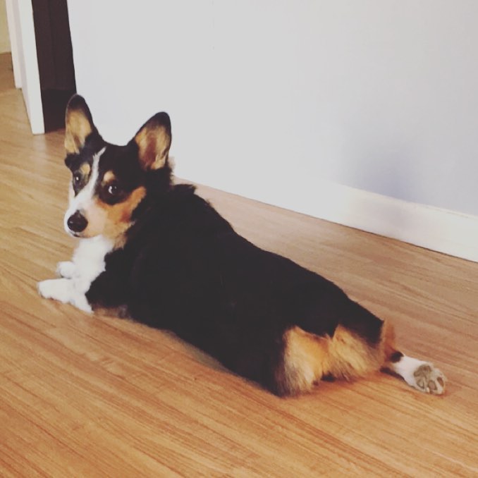 IVDD Surgery: 12 Questions to Ask Your Vet First