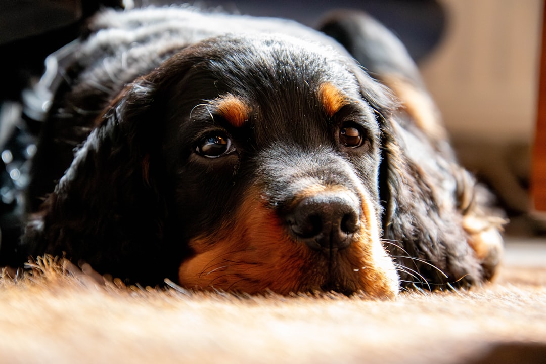 What to Prepare Before Your DM Dog Becomes Non-Ambulatory