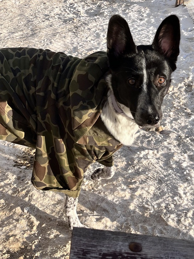 Wheelchairs & Mobility Aids for Tripod Dogs