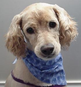 Mobility Aids for Dogs With Hip Dysplasia