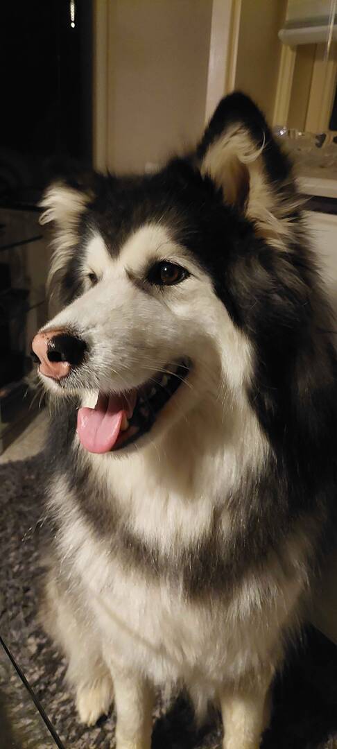 Dog Wheelchairs: How to Choose, Fit, and Use a Cart for Your Paralyzed Dog