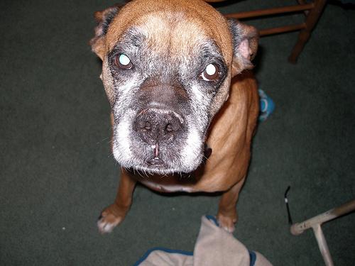 When to Get a Wheelchair for a DM Dog: 5 Signs to Watch