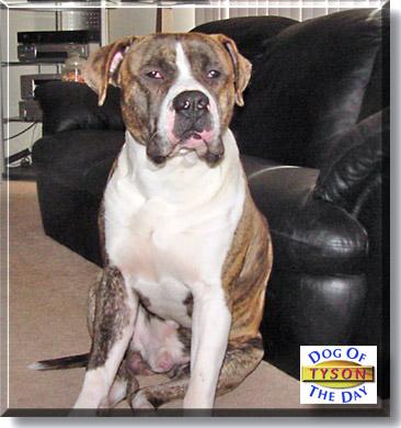 Mobility Aids for Dogs With DM: A Full Guide
