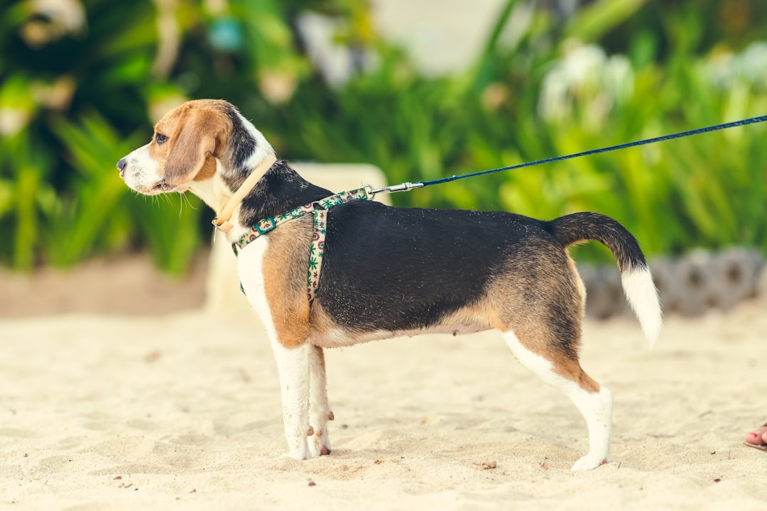 When Can My IVDD Dog Actually Run Again?