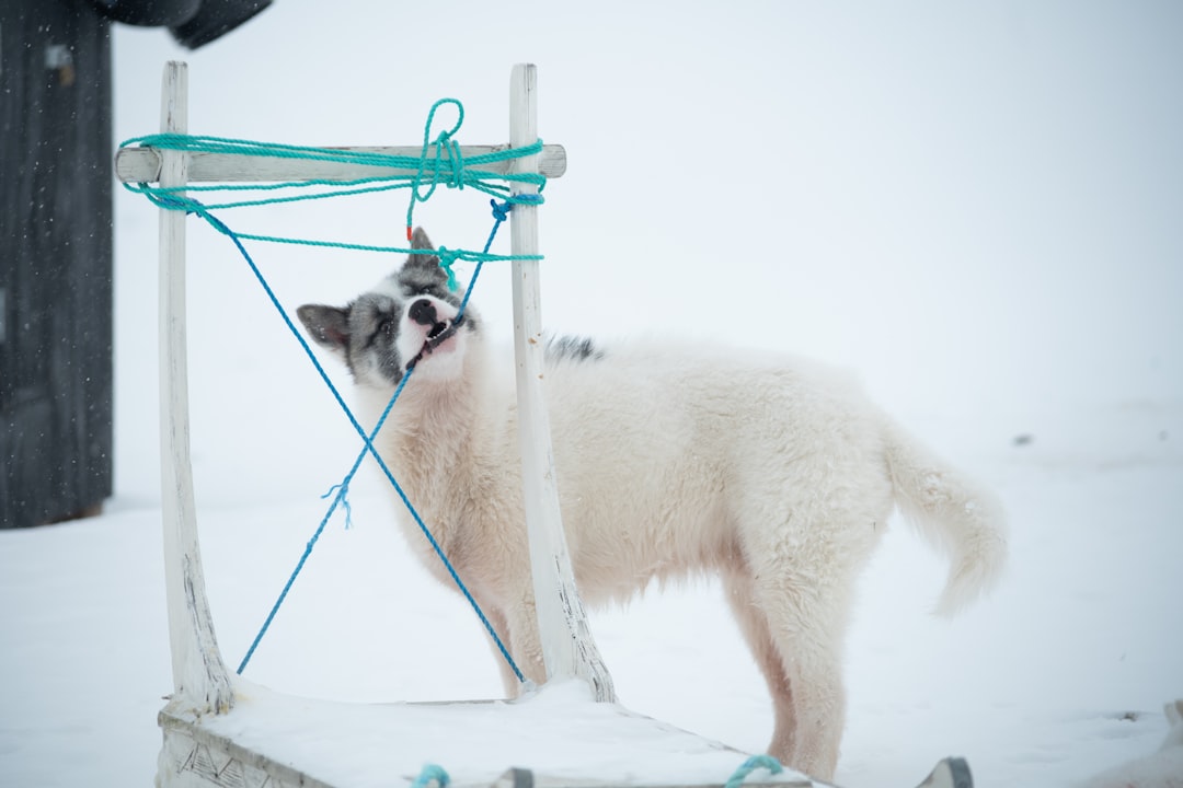 When Does a Dog Need Amputation? The Decision Guide