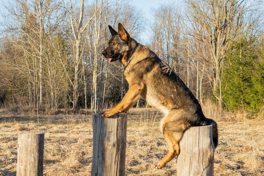When to Ask for Help Caring for a DM Dog