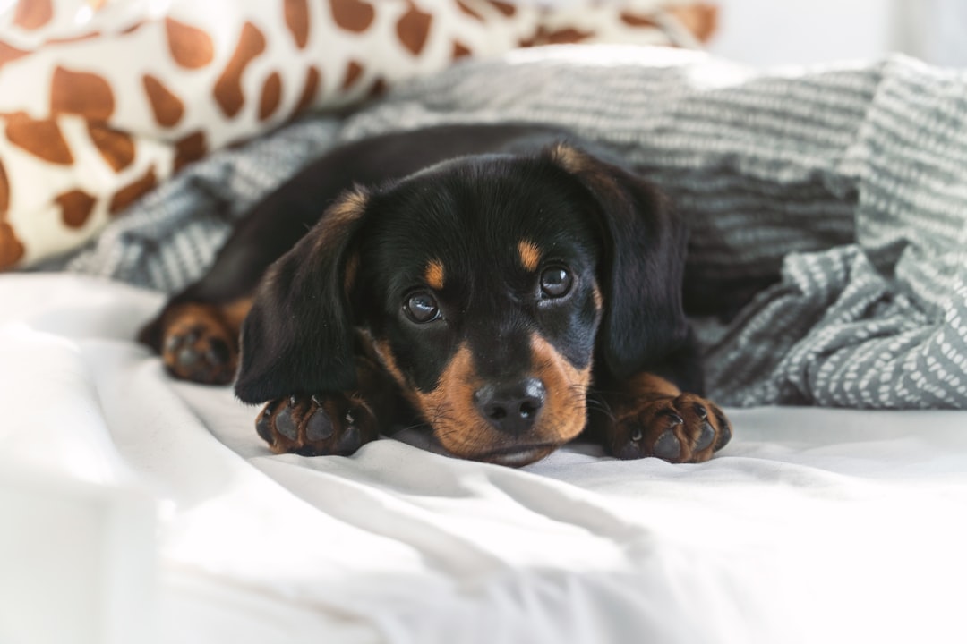 When to Put Down a Dog With IVDD