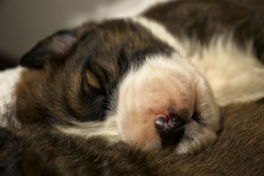 When to See a Veterinary Neurologist for DM