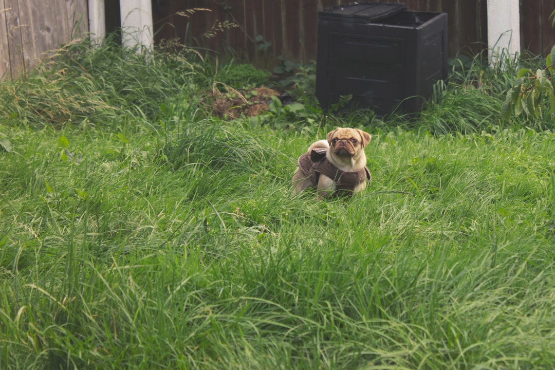 When to See a Vet Specialist for a Disabled Dog