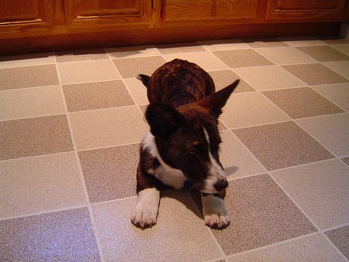 Which Dog Breeds Get IVDD Most? The At-Risk Breed List