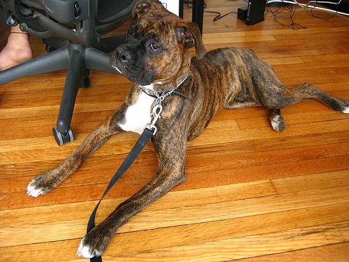 Why Your DM Dog Is Slipping and What Actually Helps