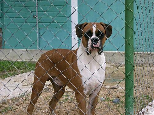 Wobbler Syndrome in Dogs: Symptoms & Home Care