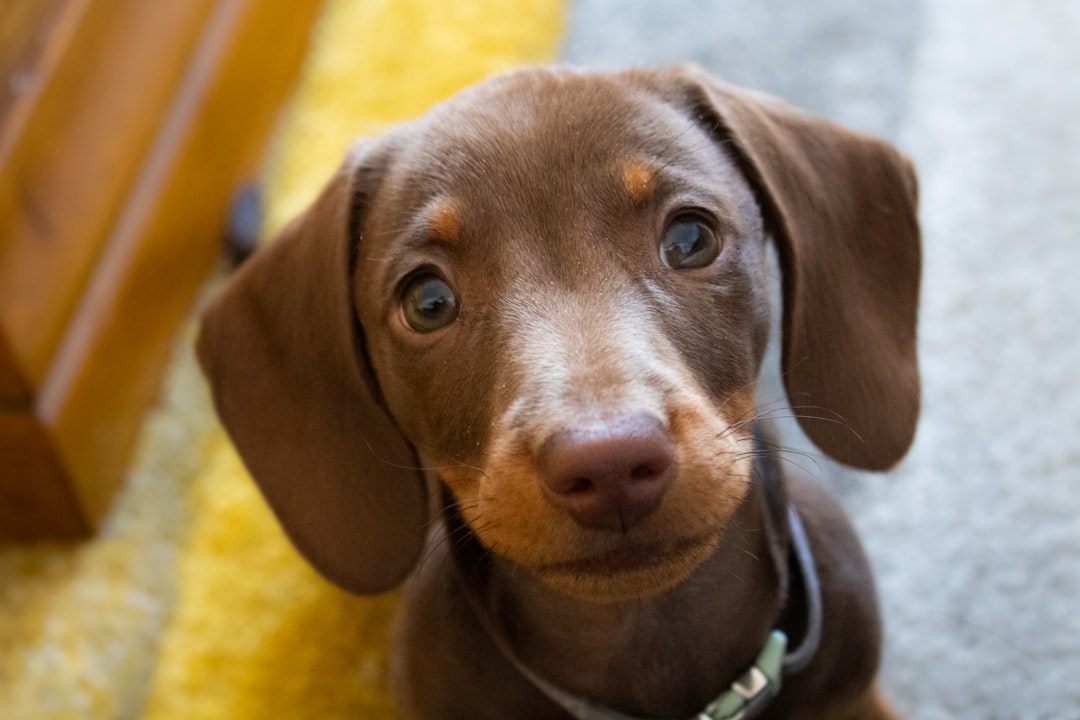 Yorkie IVDD: Small-Breed, Cervical-Heavy Risk