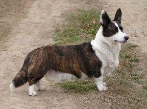 Your Dog's IVDD Neurologist Visit: What Actually Happens